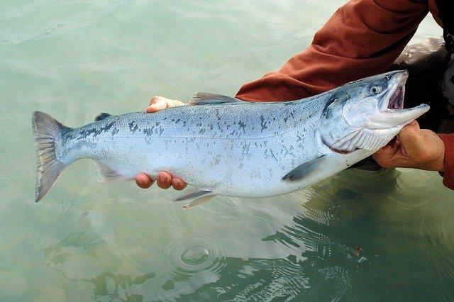 Vad går att fiska?